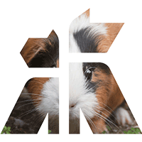 Close-up of a guinea pig's face within the Godiva Iconography.