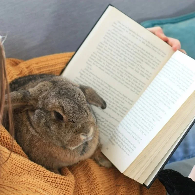 A person reading a book with a rabbit resting on their arm, wrapped in an orange blanket.