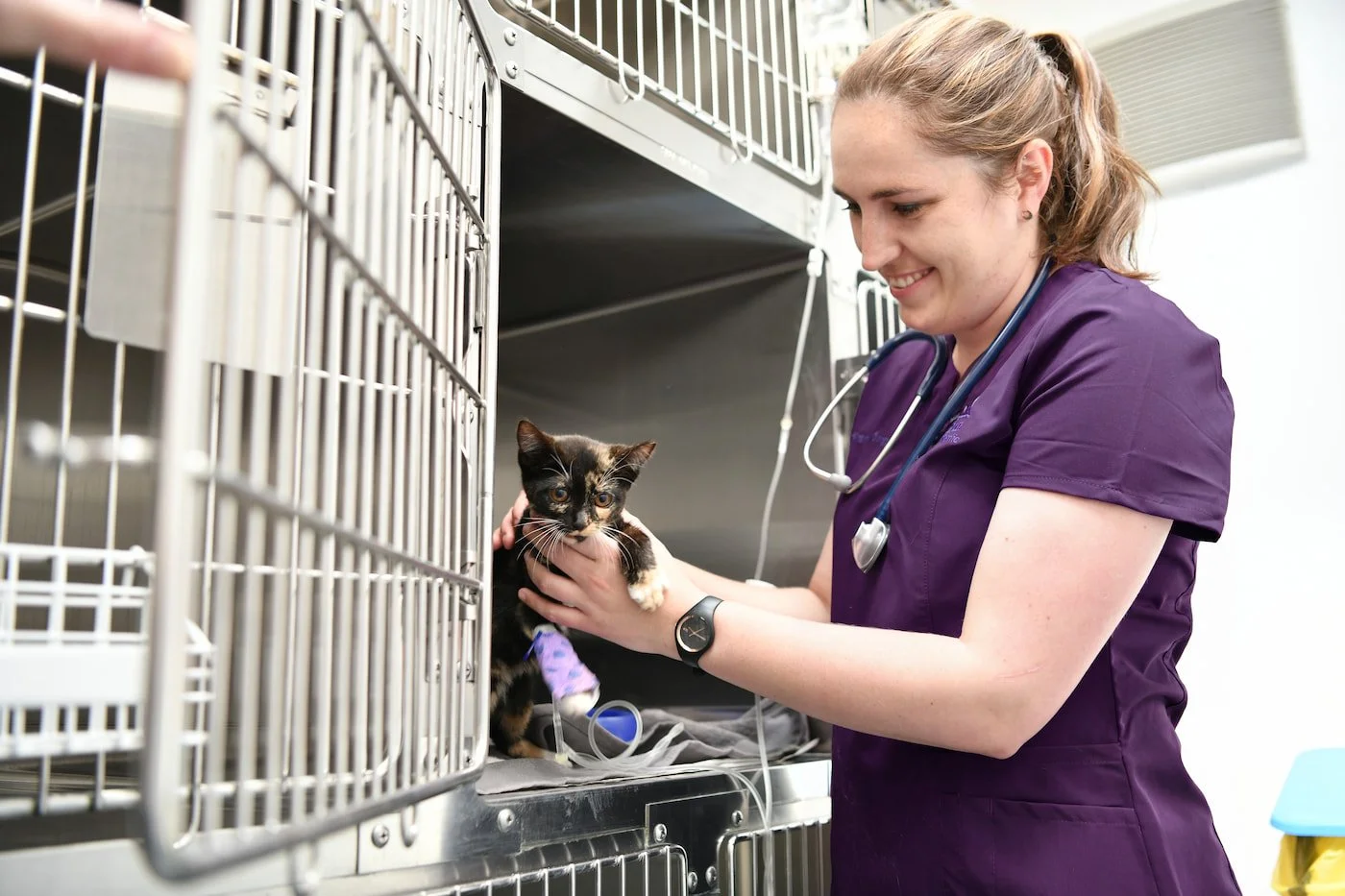 A veterinarian in purple scrubs examining a calico cat in a metal cage at a veterinary clinic.
