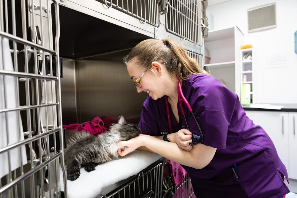 Veterinarian examining a calico cat in a veterinary clinic, with metal cages in the background.