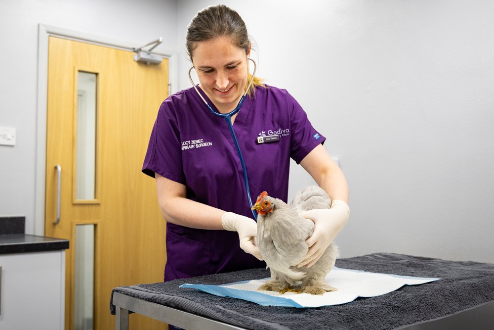 A woman in purple scrubs caring for a chicken on a veterinary examination table in a clinic.