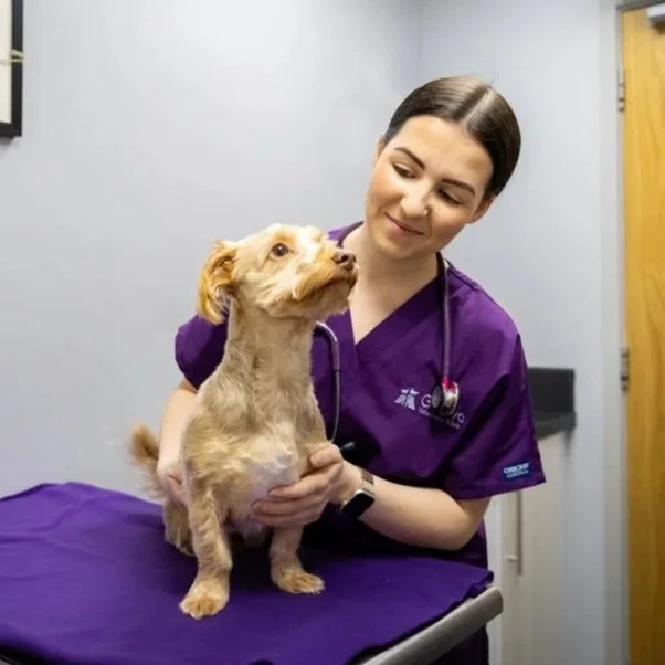 A female veterinarian in purple scrubs holding a small tan dog on an examination table in a veterinary clinic.