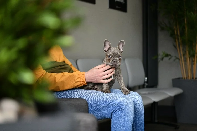 Person in a yellow jacket holding a small French Bulldog puppy on their lap in a modern indoor waiting area with gray walls and potted plants.