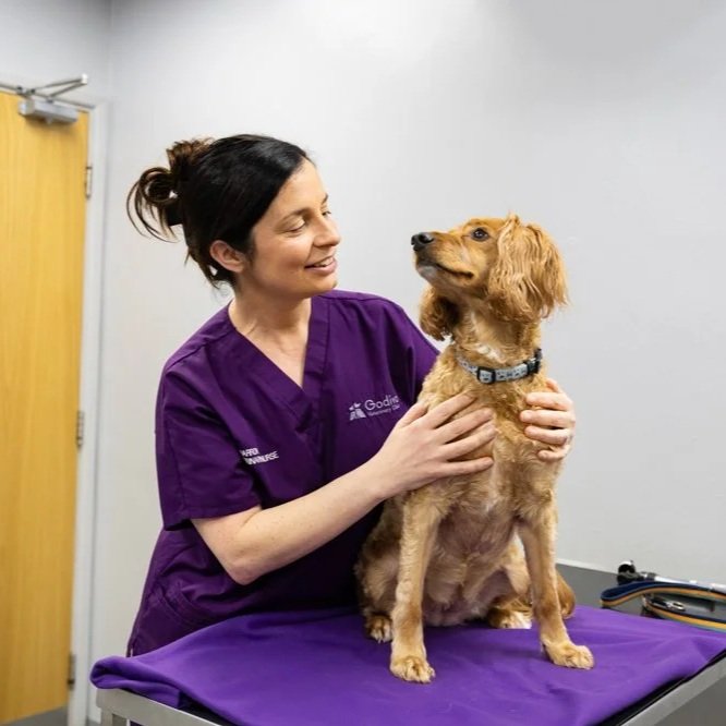 A female veterinarian wearing purple scrubs examines a small brown dog on an examination table in a veterinary clinic.