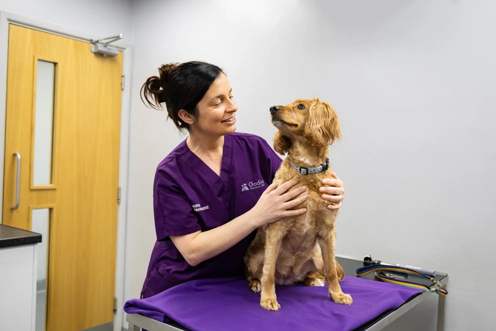 A veterinarian in purple scrubs examines a golden-haired dog on an examination table in a veterinary clinic.