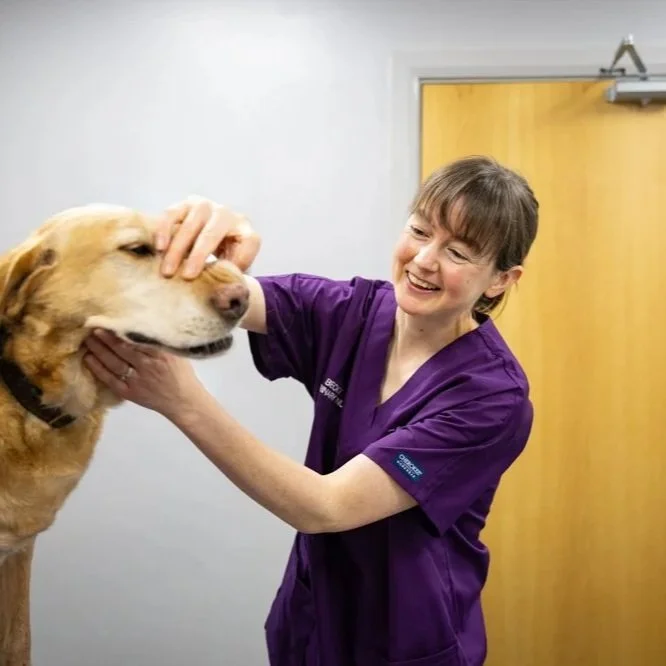 A veterinarian in purple scrubs gently exams a large dog. The veterinarian is smiling, and the dog appears calm.