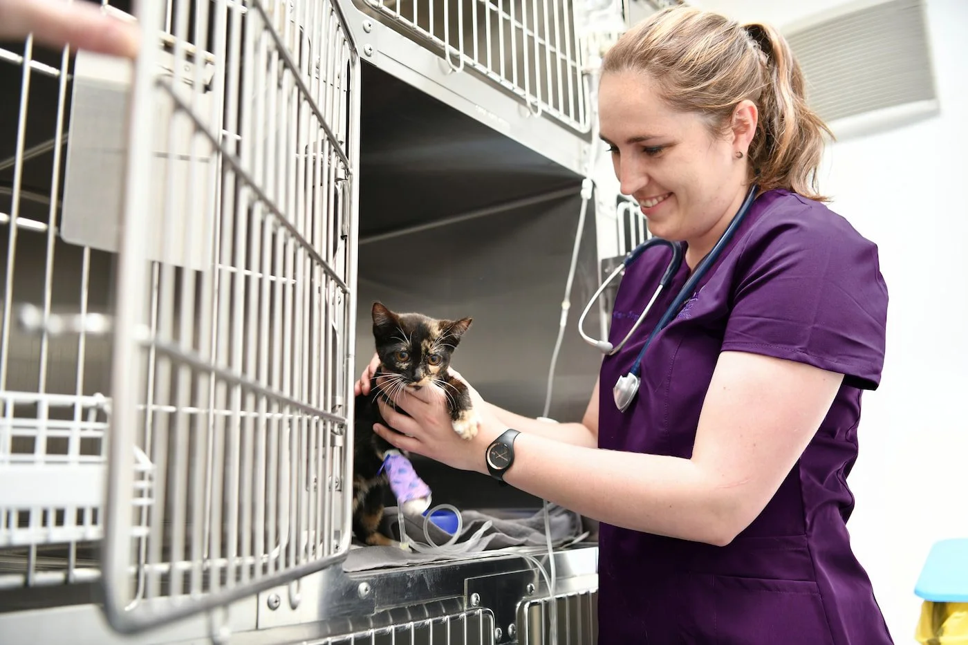 A veterinarian in purple scrubs examining a small black and white cat in a kennel at an animal clinic.