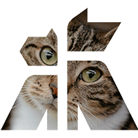 Close-up of a cat's face within the Godiva Iconography.