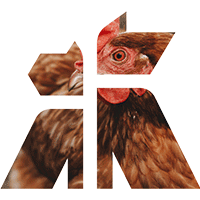 Close-up of a chicken's face within the Godiva Iconography.