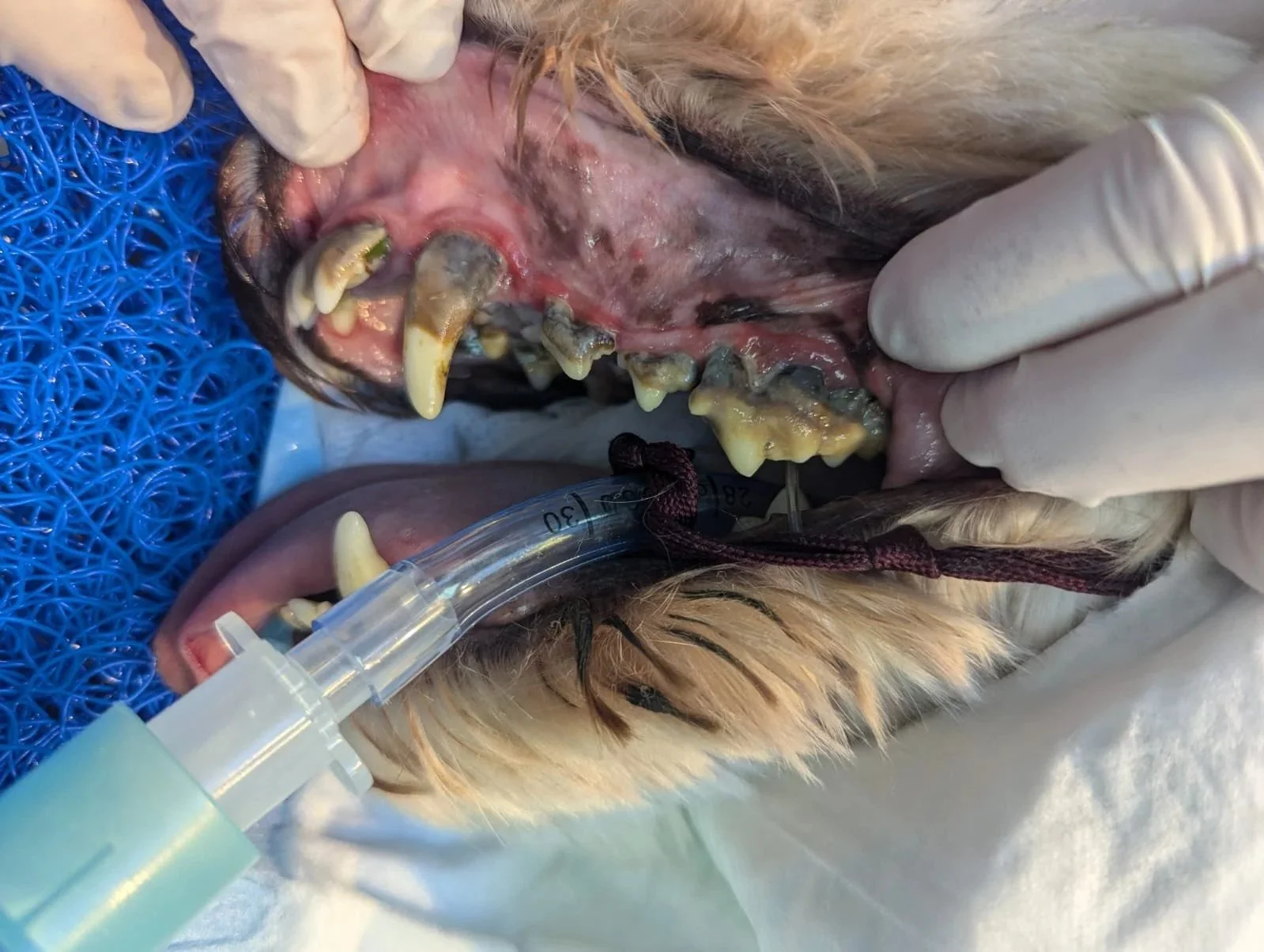 Close-up of a dog's mouth undergoing dental treatment, with visible severe dental disease, tartar, and damaged teeth, while a veterinarian wearing gloves performs the procedure.