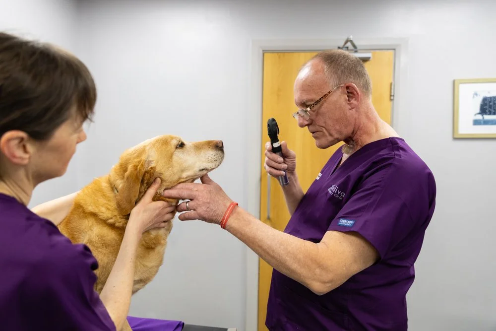 Veterinarian and veterinary technician examining a dog's ears in a clinic exam room.