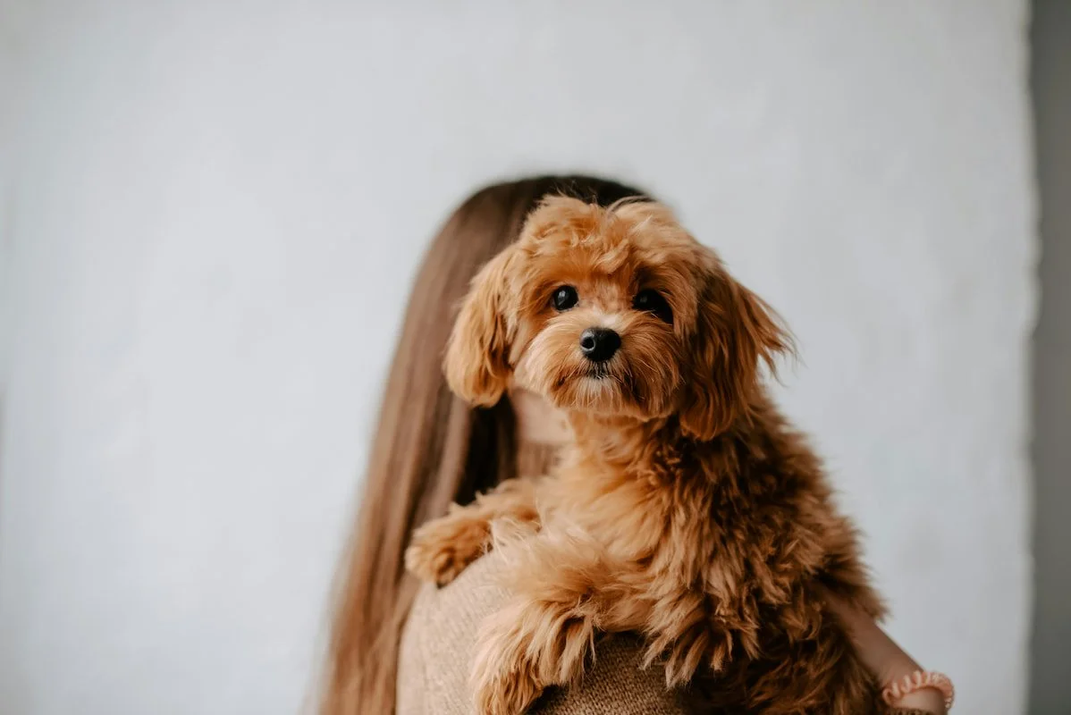 A small, fluffy brown puppy with floppy ears sitting on a person's shoulder.