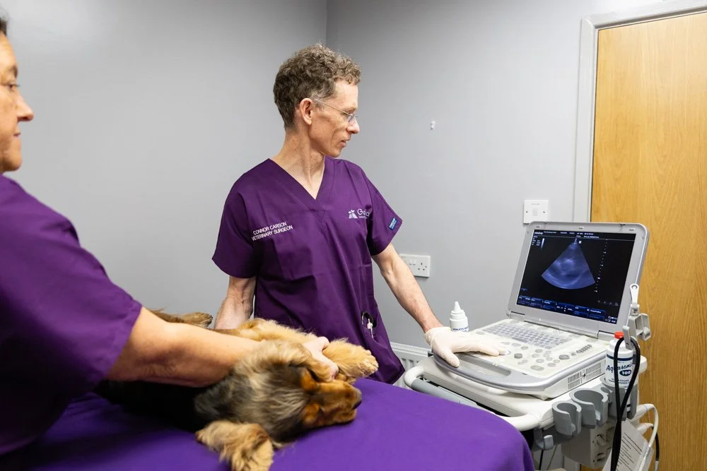 A veterinarian in purple scrubs performing an ultrasound on a dog, with another vet assisting, in a veterinary clinic.