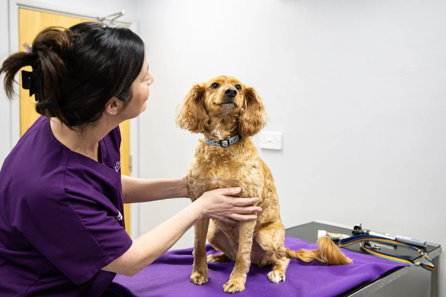 A veterinarian in purple scrubs examining a brown spaniel dog on a purple table in a clinic.
