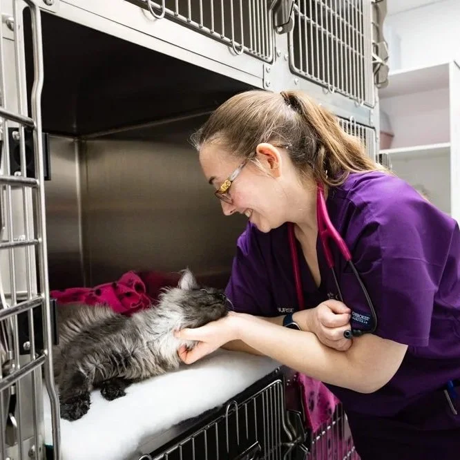 A veterinarian in purple scrubs gently holds a gray and white cat's paw in a veterinary clinic.