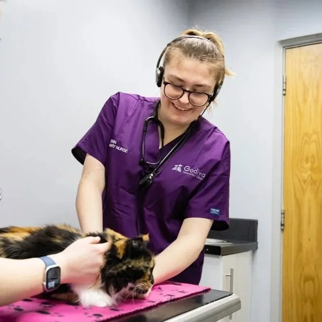 A veterinarian in purple scrubs and glasses is examining a calico cat on a pink towel in a veterinary clinic.