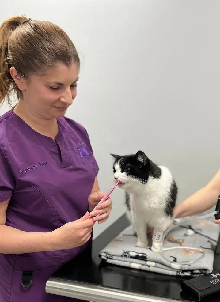 A veterinarian in purple scrubs giving a pink tongue depressor to a black and white cat at a veterinary clinic.