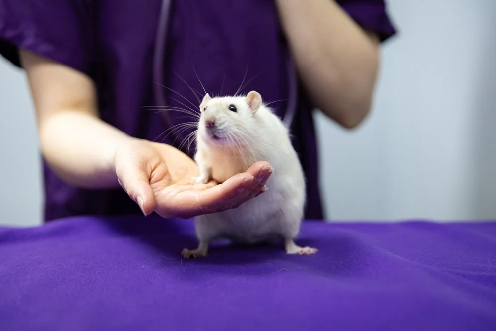 A person in purple clothing holding a white rat on their hand, with a purple cloth surface underneath.