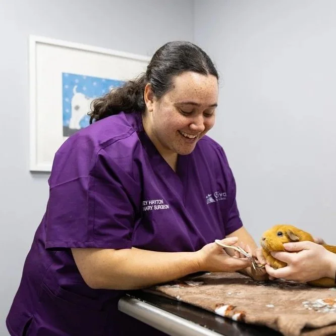 A woman in a purple veterinary coat examining a rabbit on an examination table in a veterinary clinic.