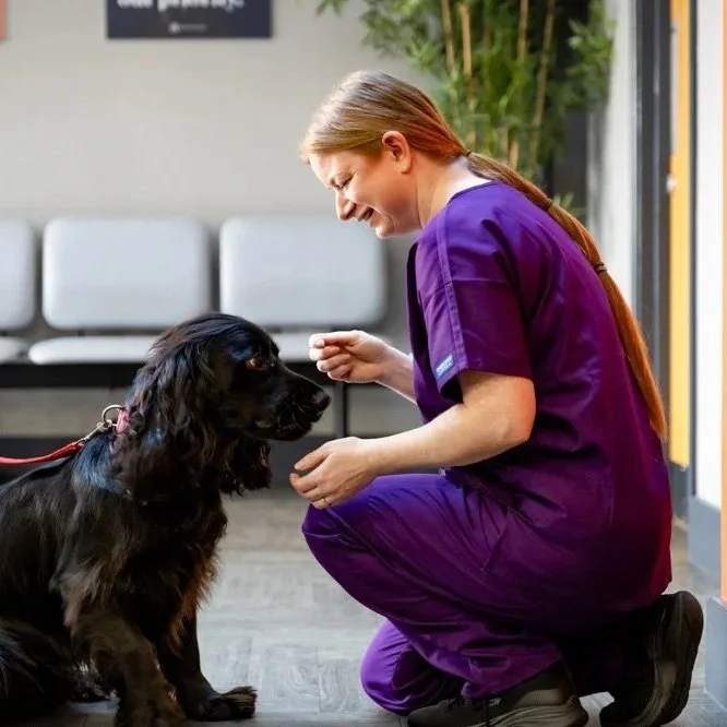 A female veterinarian in purple scrubs kneeling in a veterinary clinic, administering medication to a black dog with long ears and shiny coat.