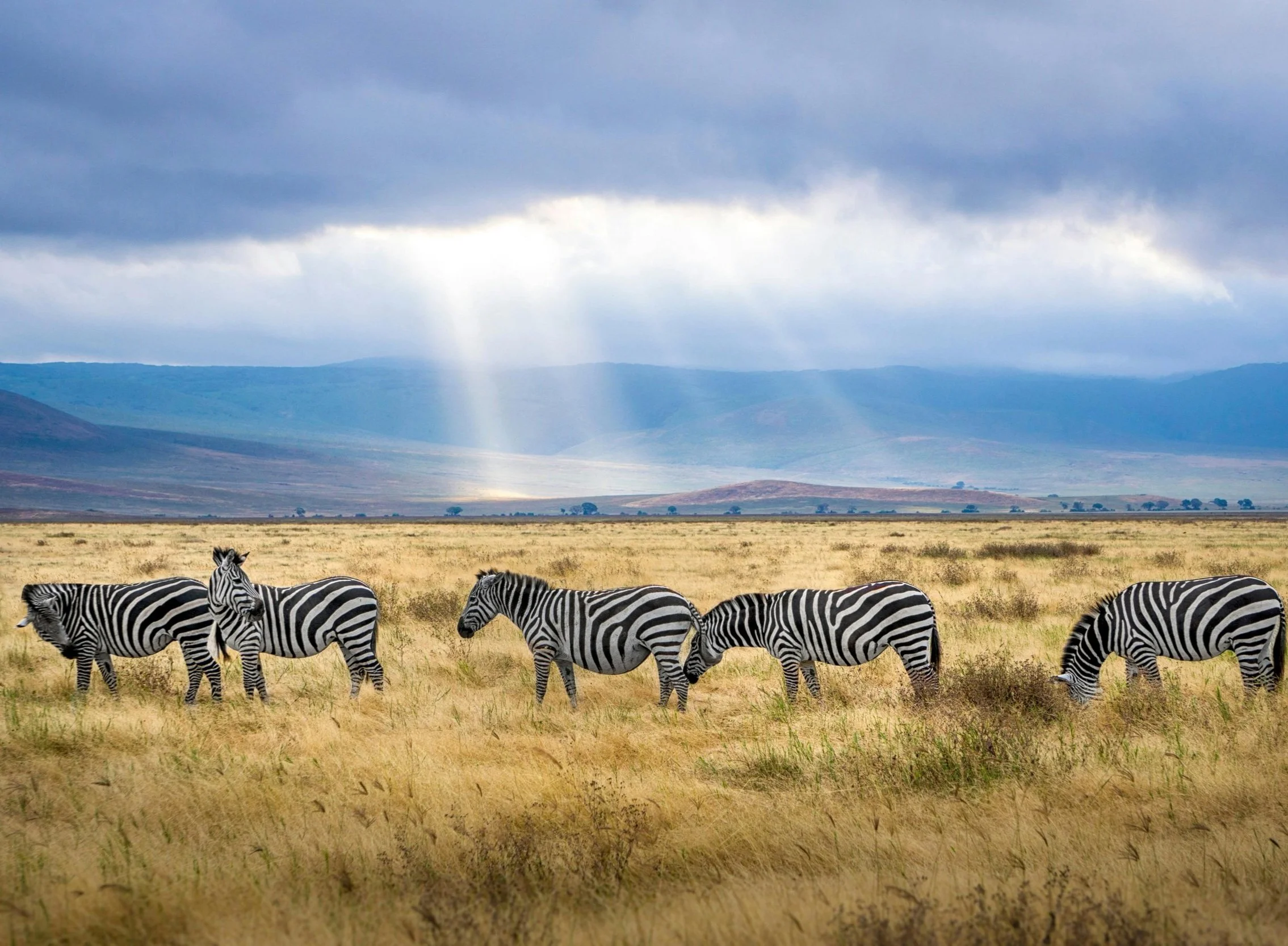 Habitat Clean-Up &amp; Restoration