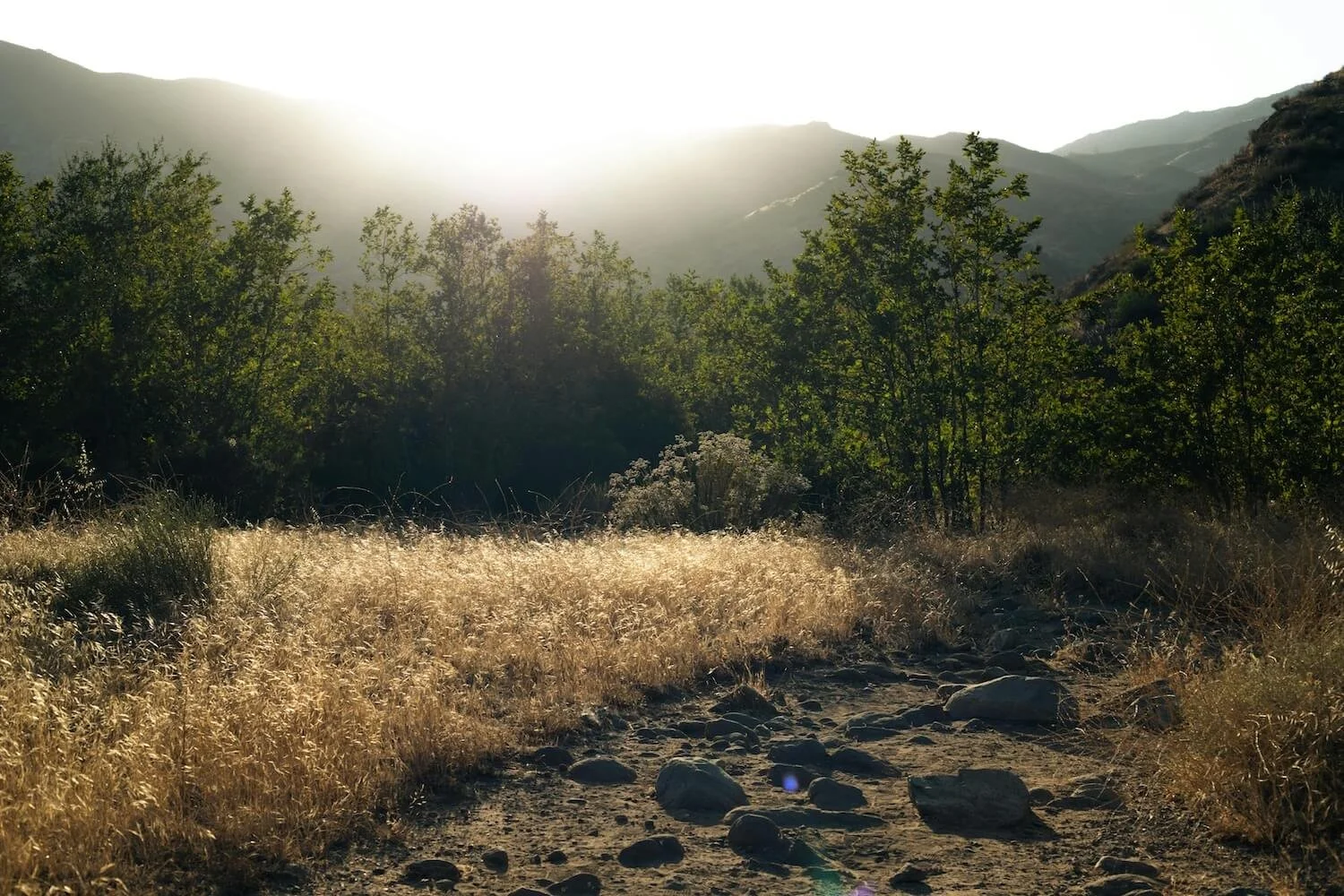 A dirt trail with scattered rocks, surrounded by golden dry grass and lush green trees, with mountains in the background and the sun shining brightly overhead.