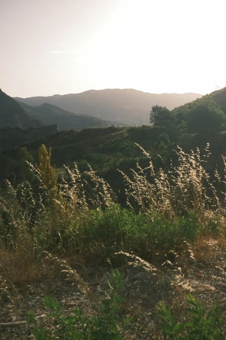 Scenic view of rolling hills and mountains with tall grass and sparse trees in the foreground, under a bright, slightly overexposed sky.
