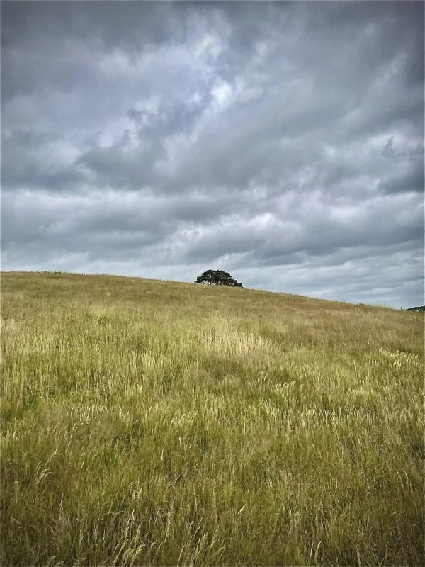 Atop Burrow Hill (Arcana Landscape Trust)