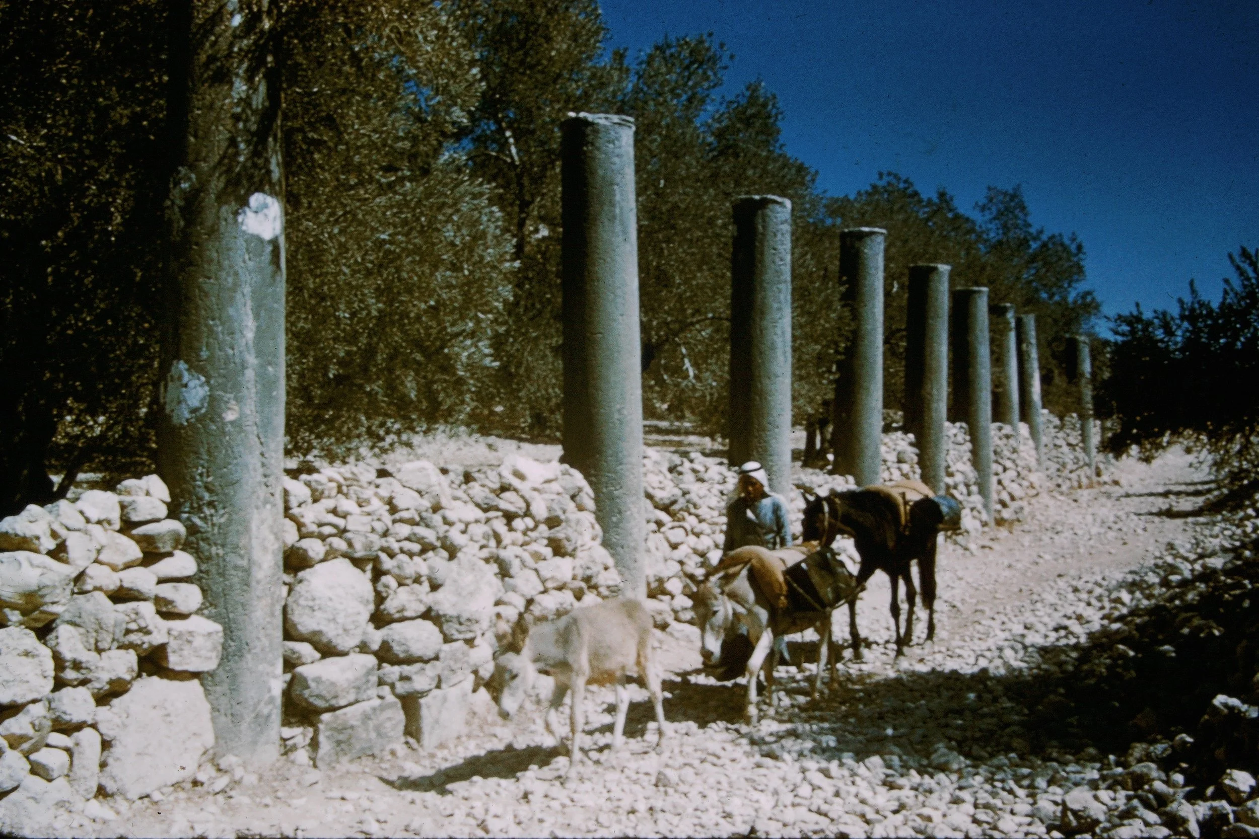 Samaria Sebaste, Street of Columns