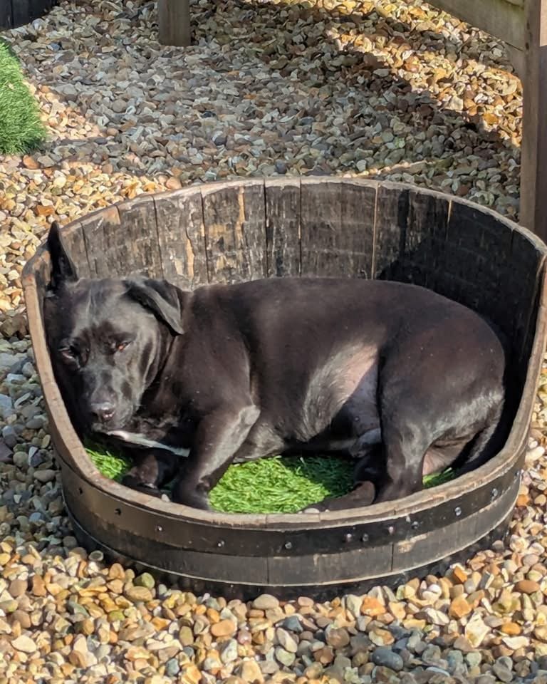 dog bed with dog.JPG