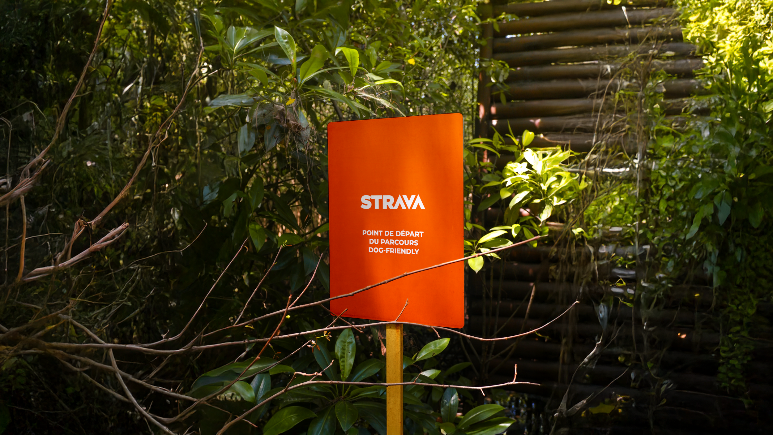 Panneau orange de Strava indiquant le point de départ d'un parcours dog-friendly, placé dans une forêt avec des arbres et des plantes vertes.