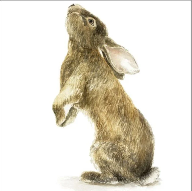 Un lapin avec le corps d'un lapin et la tête d'un animal ressemblant à un mouse ou une souris.