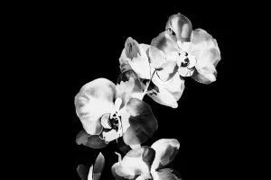 The Rape of Lucretia | Hampstead Garden Opera