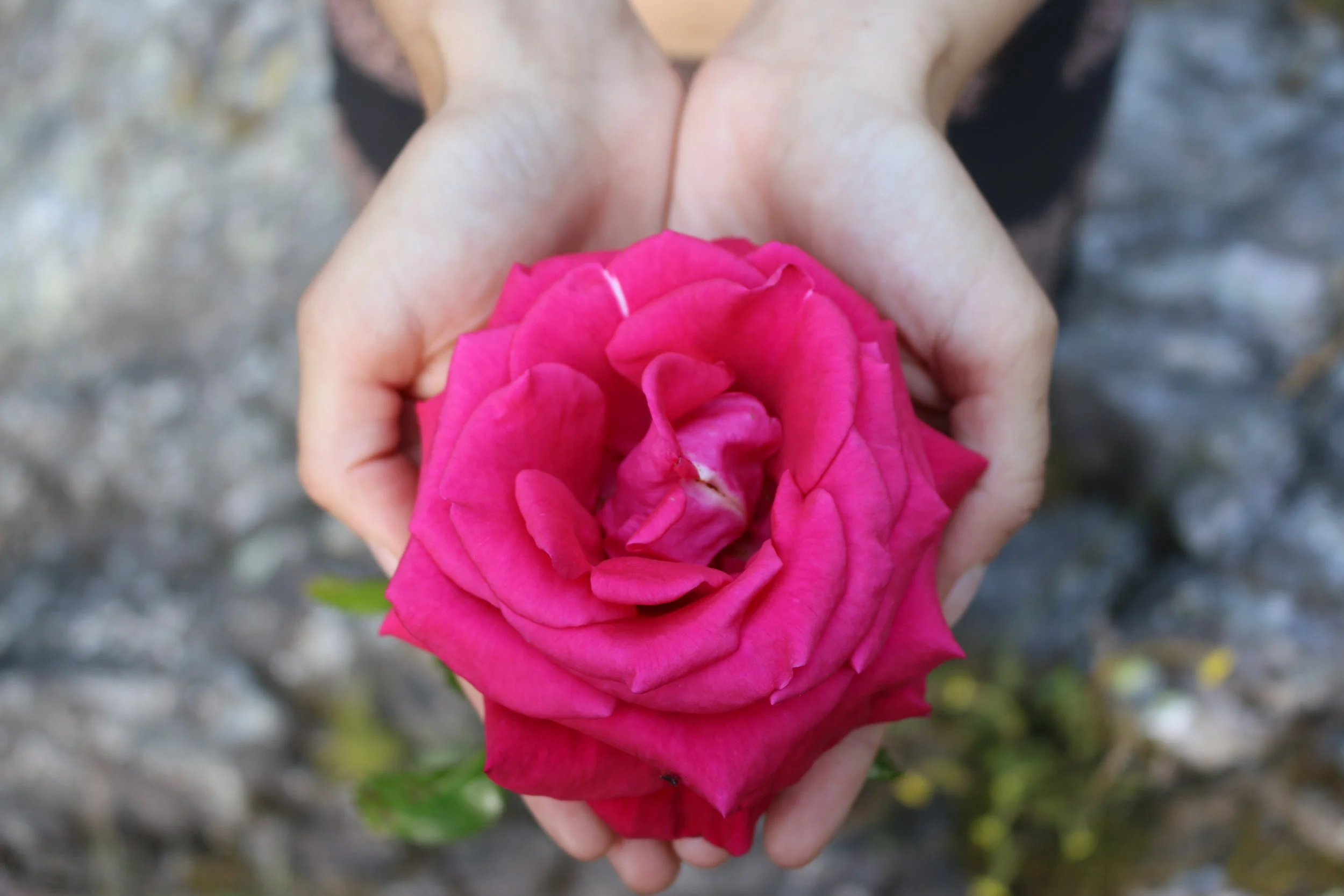 Mains en coupe tenant une rose rose.