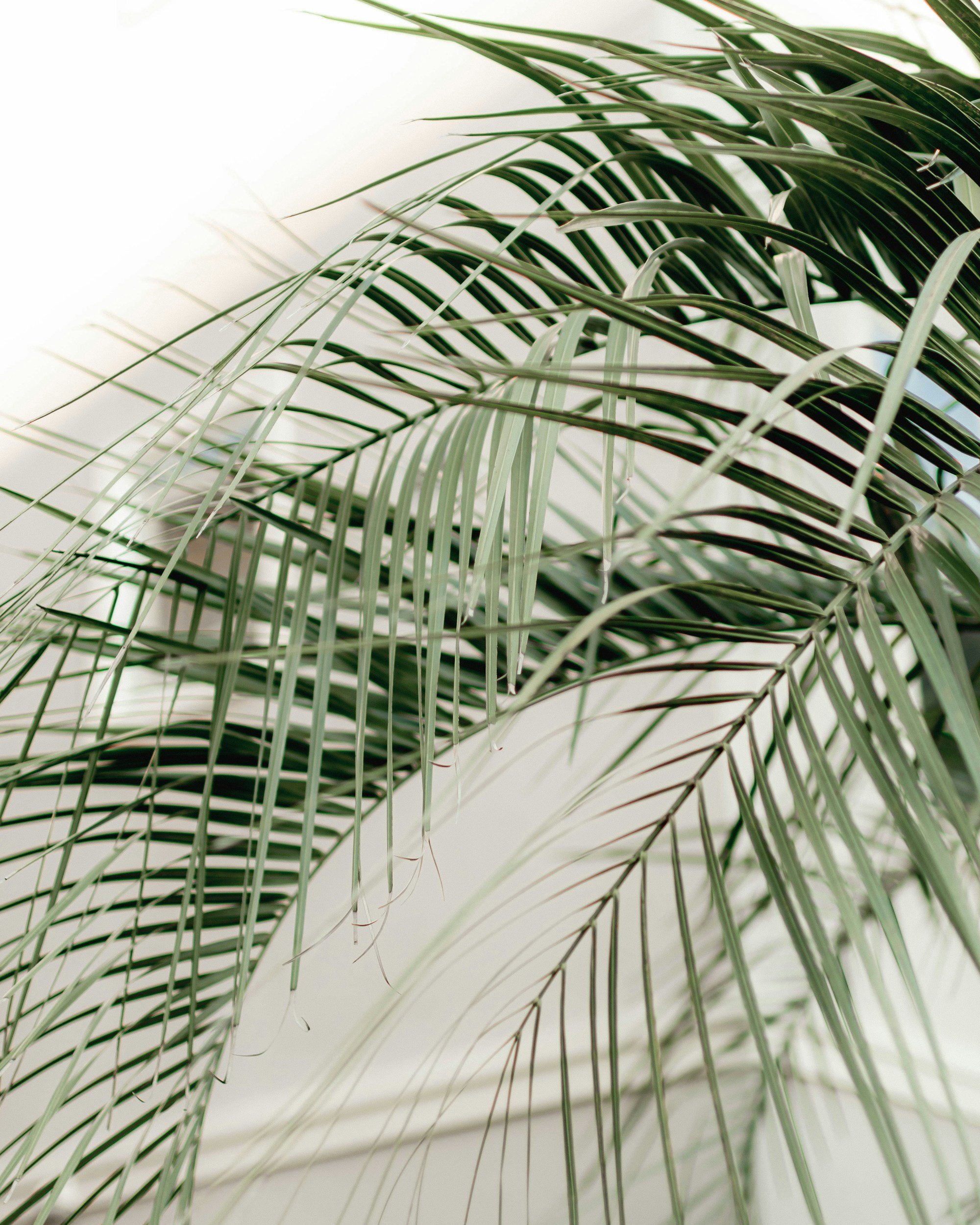 Close-up of green palm leaves with slender, elongated fronds against a plain white background.