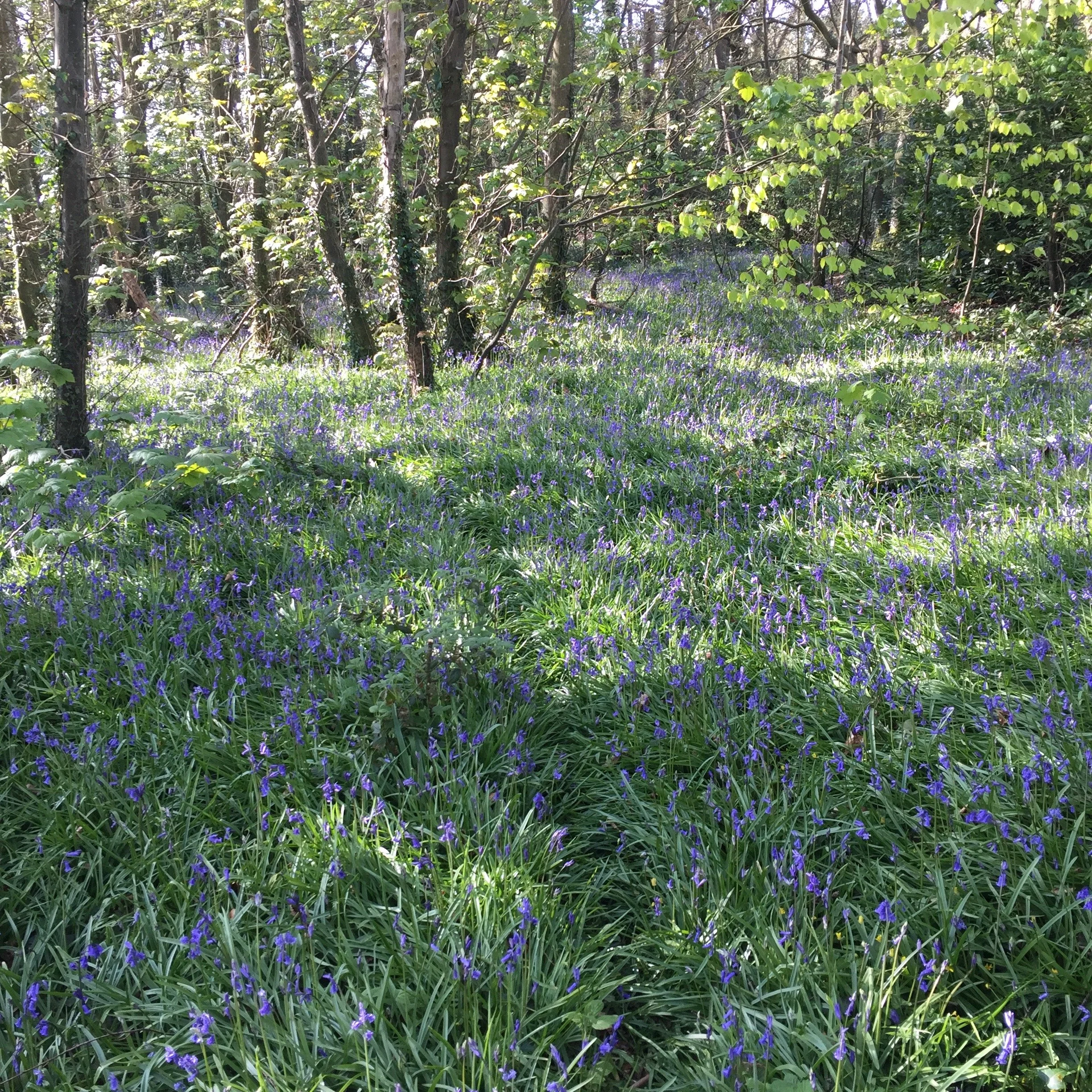 A forest scene with green trees and sunlight, a ground covered in purple flowers and green grass.