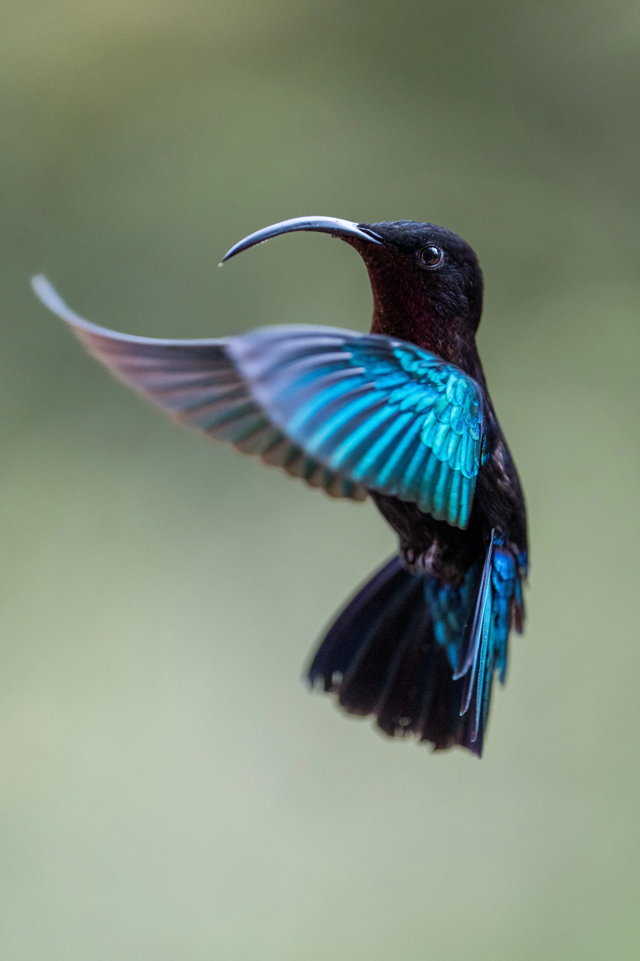 Colibri