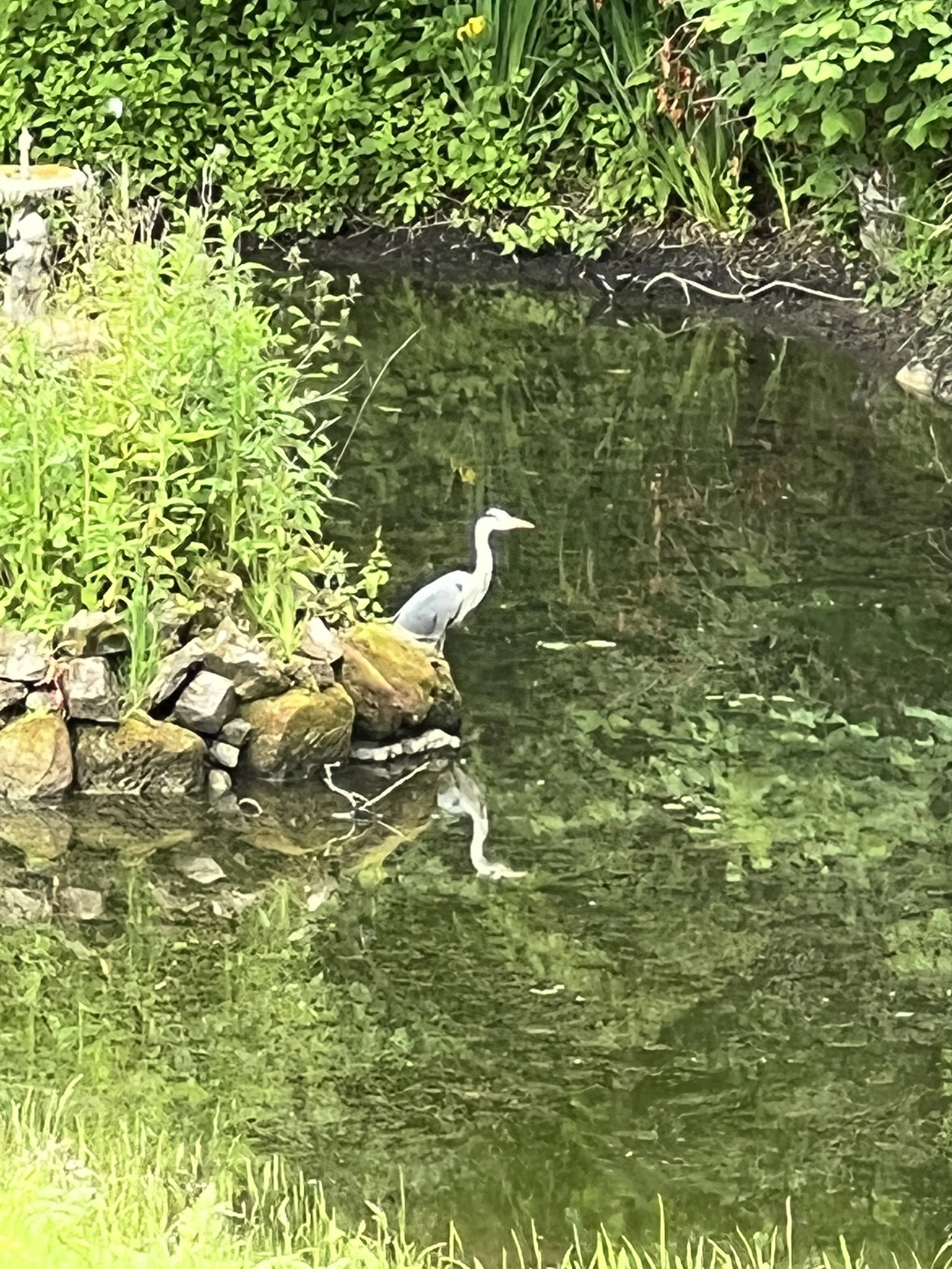 A heron! Up close and personal