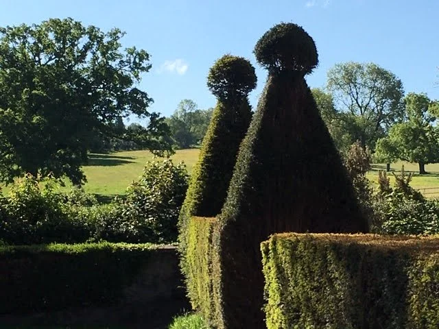 Our topiarised yew hedges