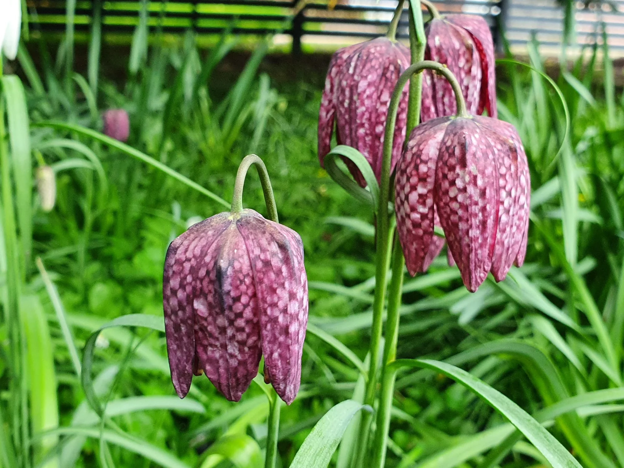 We leave a section unmown to encourage wild flowers
