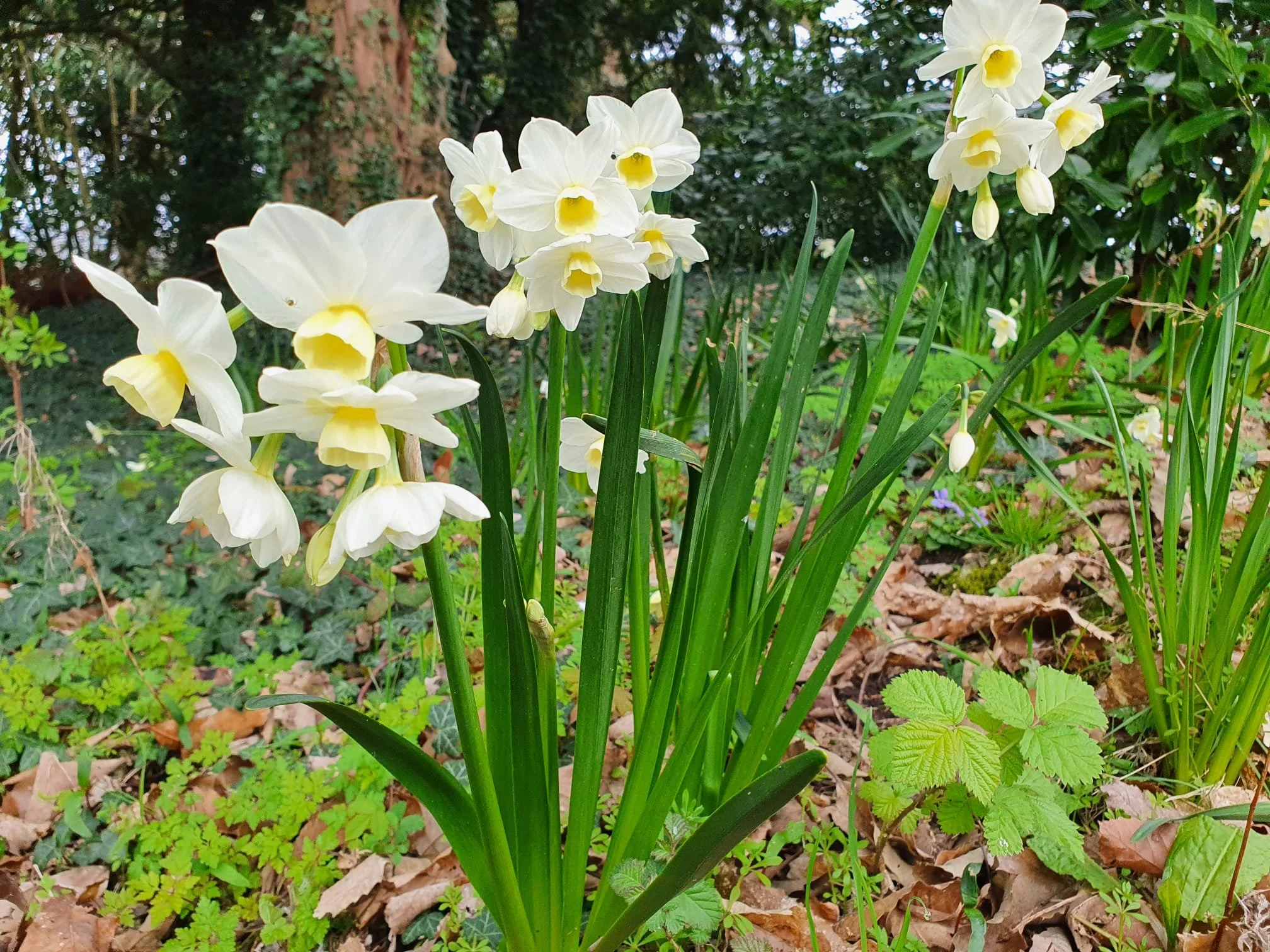 Scented narcissi tumble down to the pond