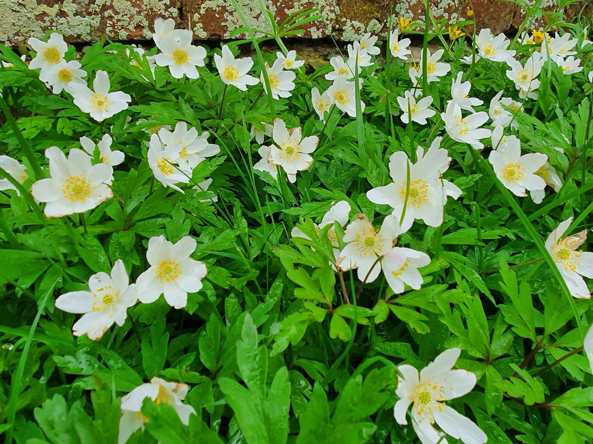 Spring flowers abound