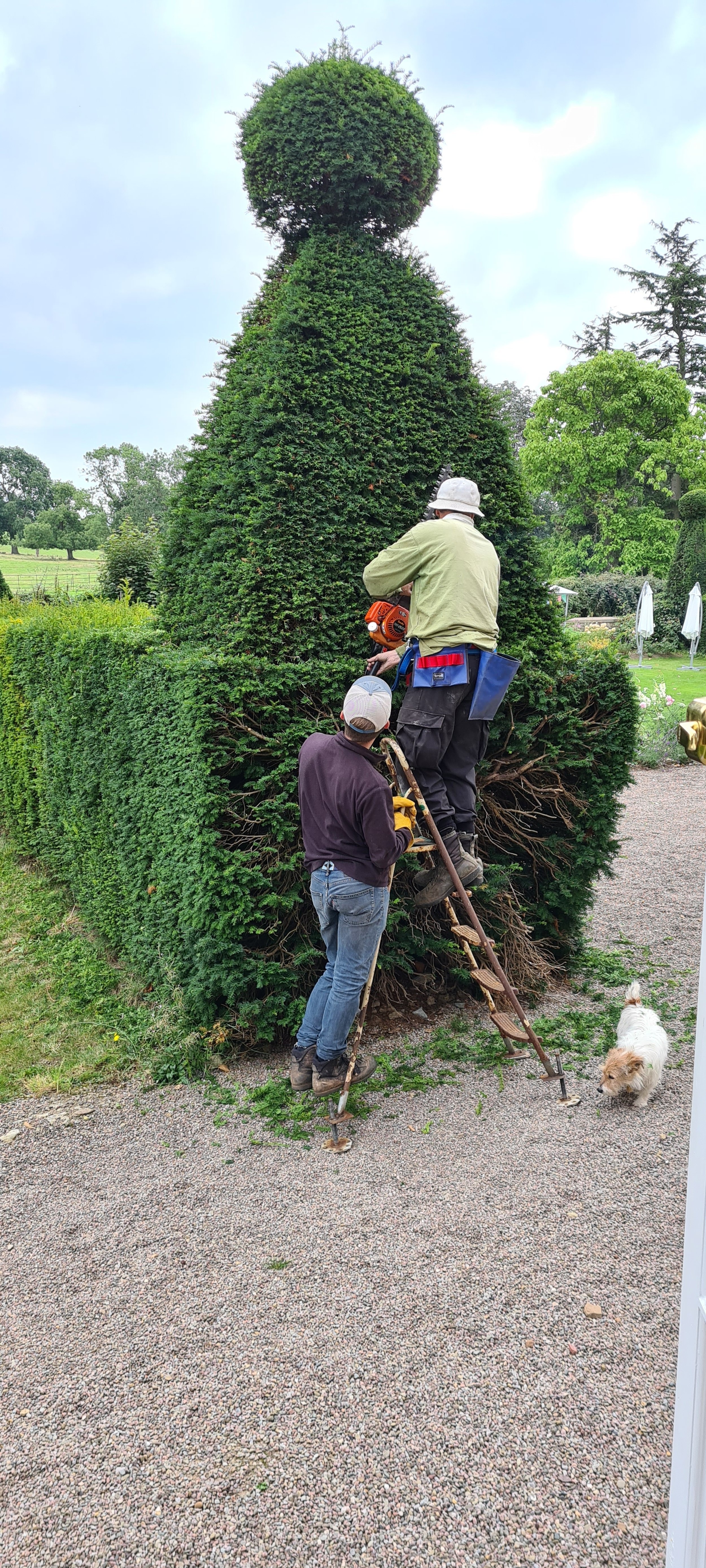 Two men trimming a large, topiarised hedge in a garden, with one standing on a ladder, the other holding it steady, and a small dog nearby.