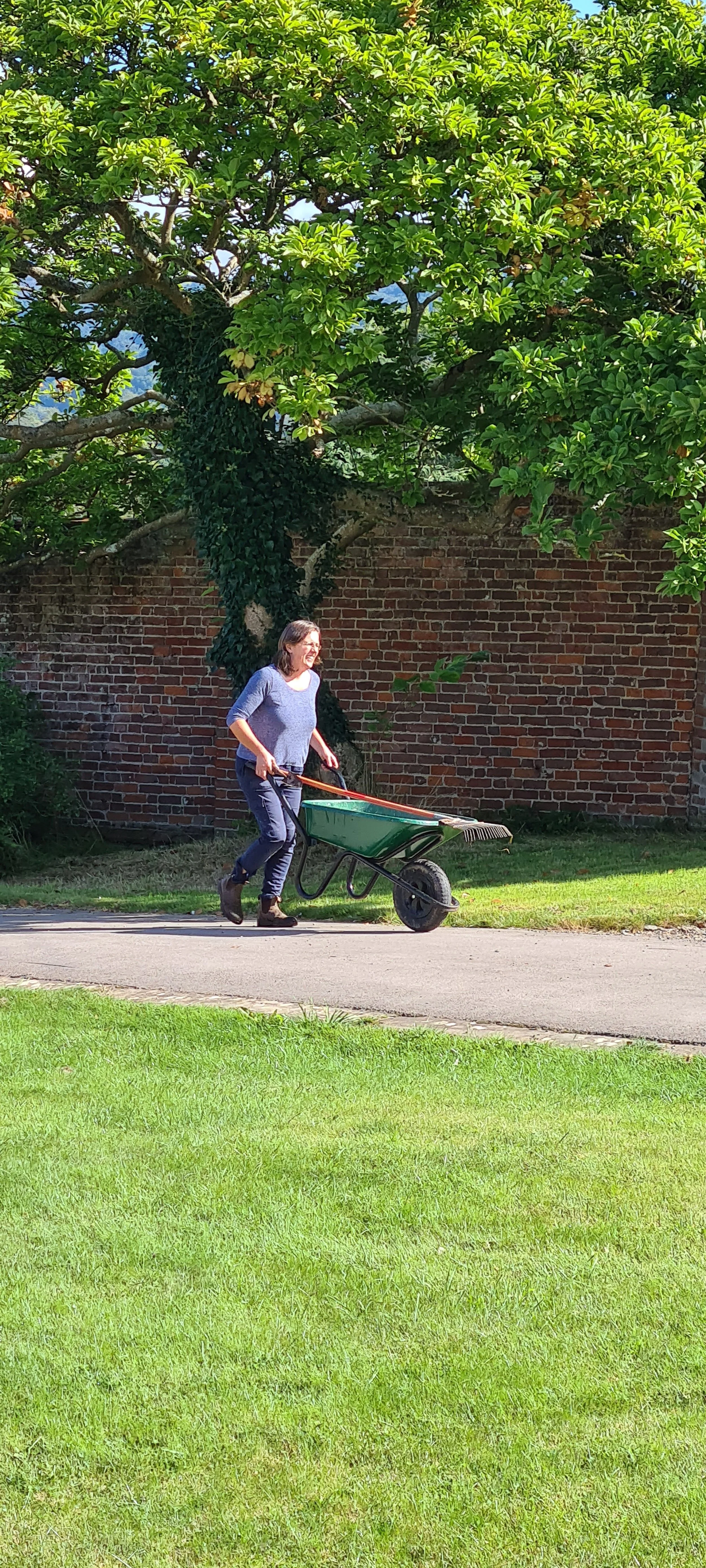 A woman in a purple top and blue jeans pushing a green wheelbarrow along a sidewalk in a yard with grass, with a brick wall and large leafy tree in the background.