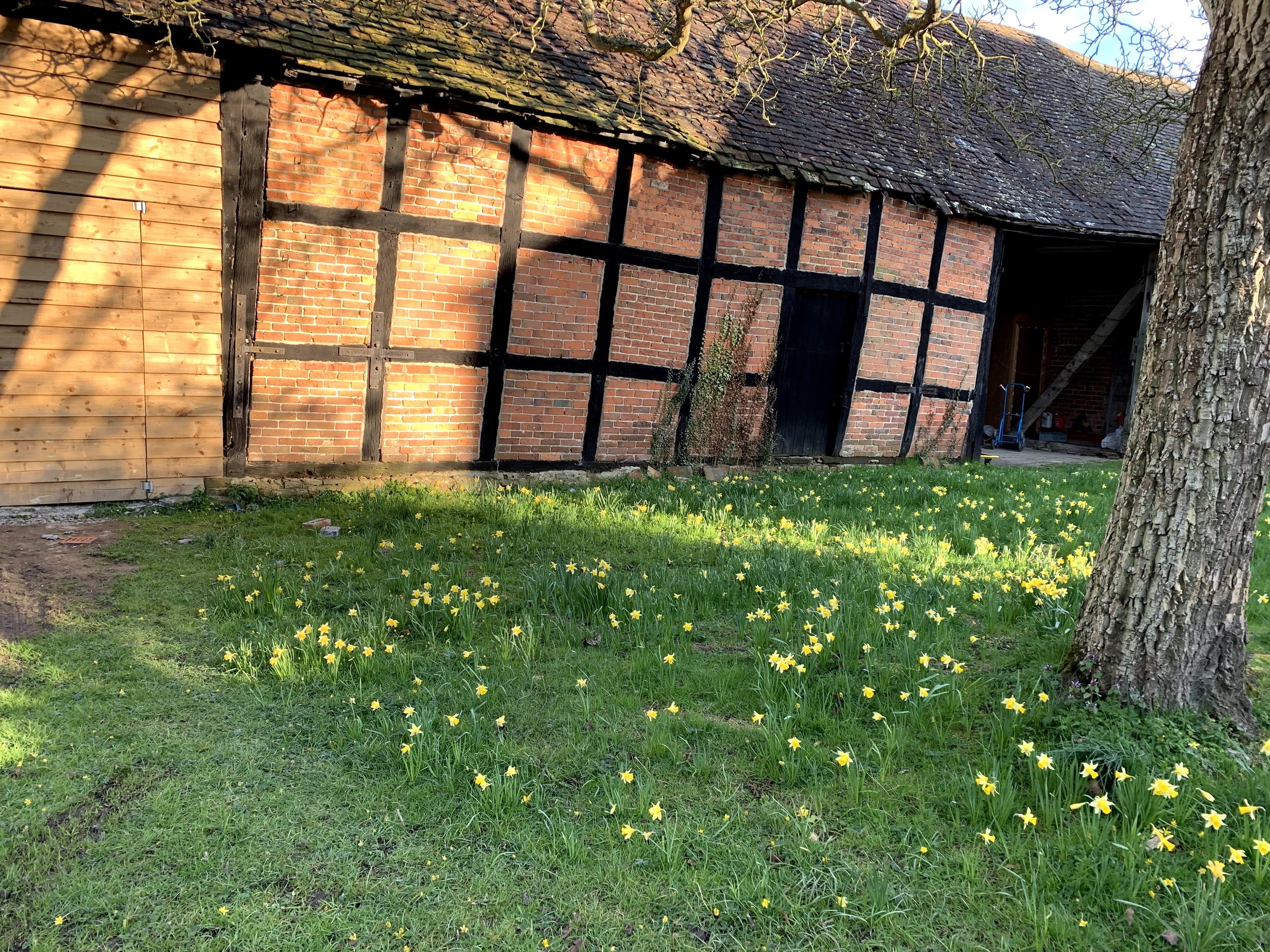 Spring bulbs emerging outside the barn at Barton Court