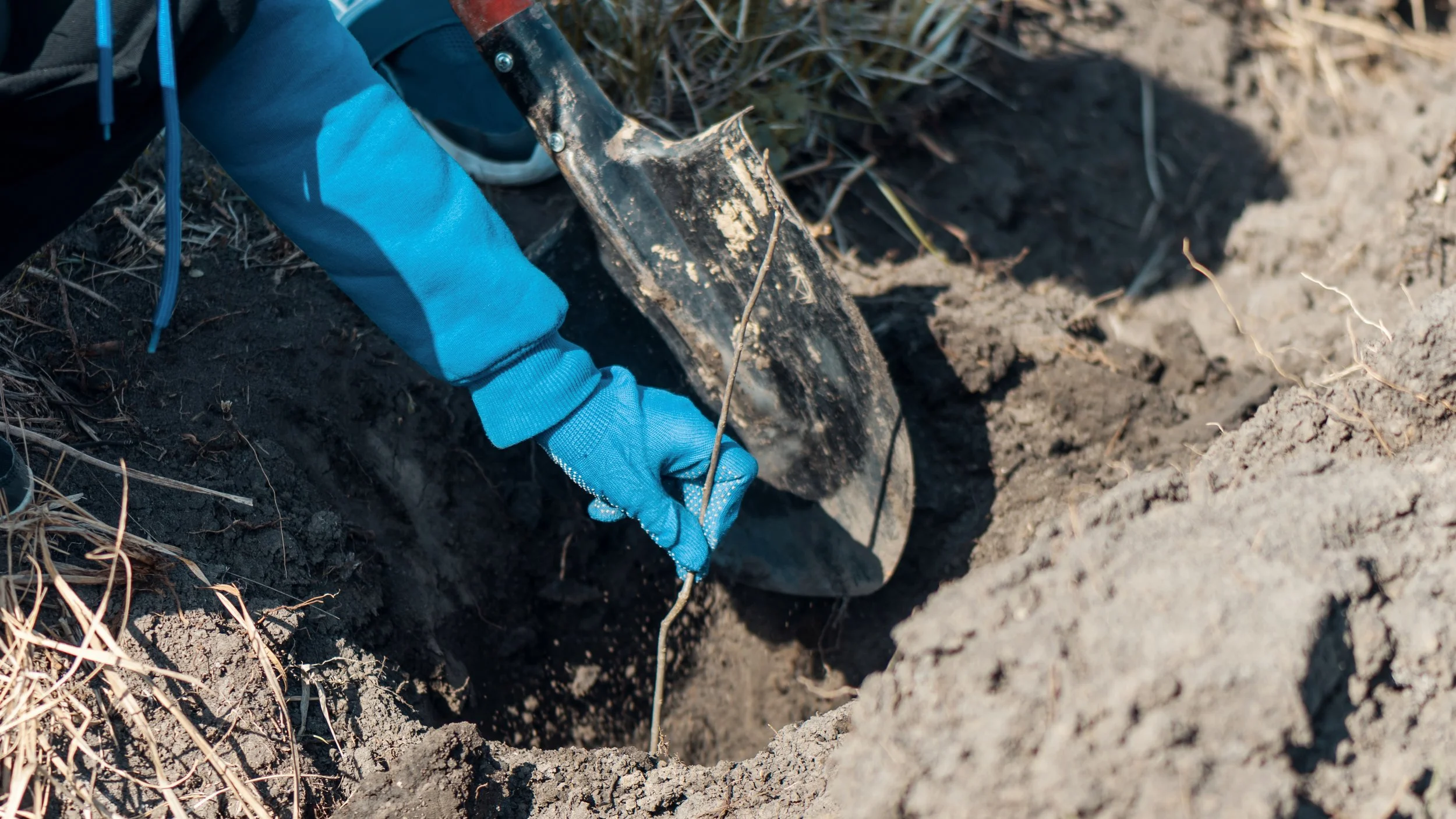Close-up of a person in a blue glove using a small gardening shovel to plant a thin, dry stick into the soil.