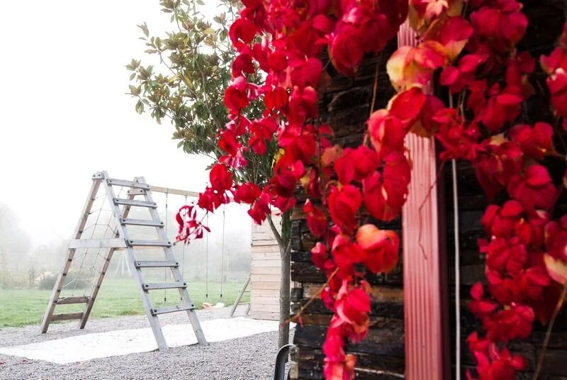 Jardín exterior con arbusto de flores rojas en primer plano, cerca de una pared de madera, y un árbol con follaje verde y un columpio en el fondo.