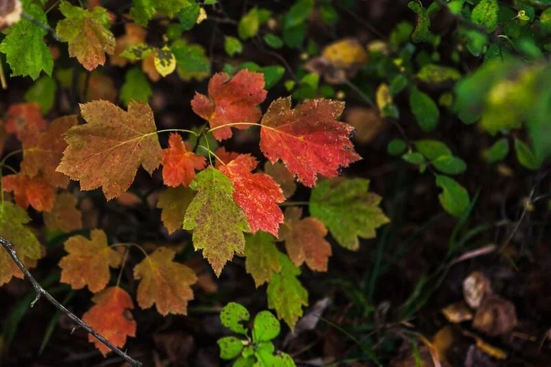 Hojas de árbol en tonos rojos, naranjas y verdes en un ambiente otoñal sobre suelo con otras plantas y hojas secas.
