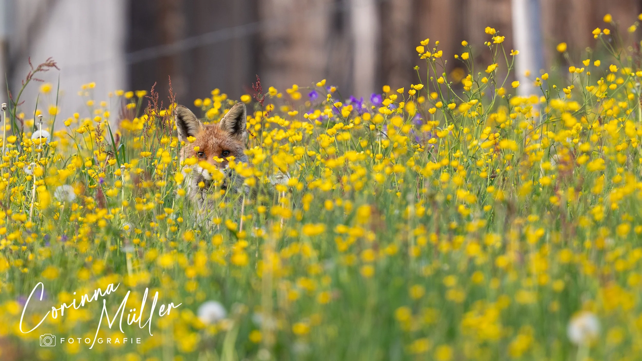 Wildtierfotografie Corinna Müller - Fuchs, Saanenland