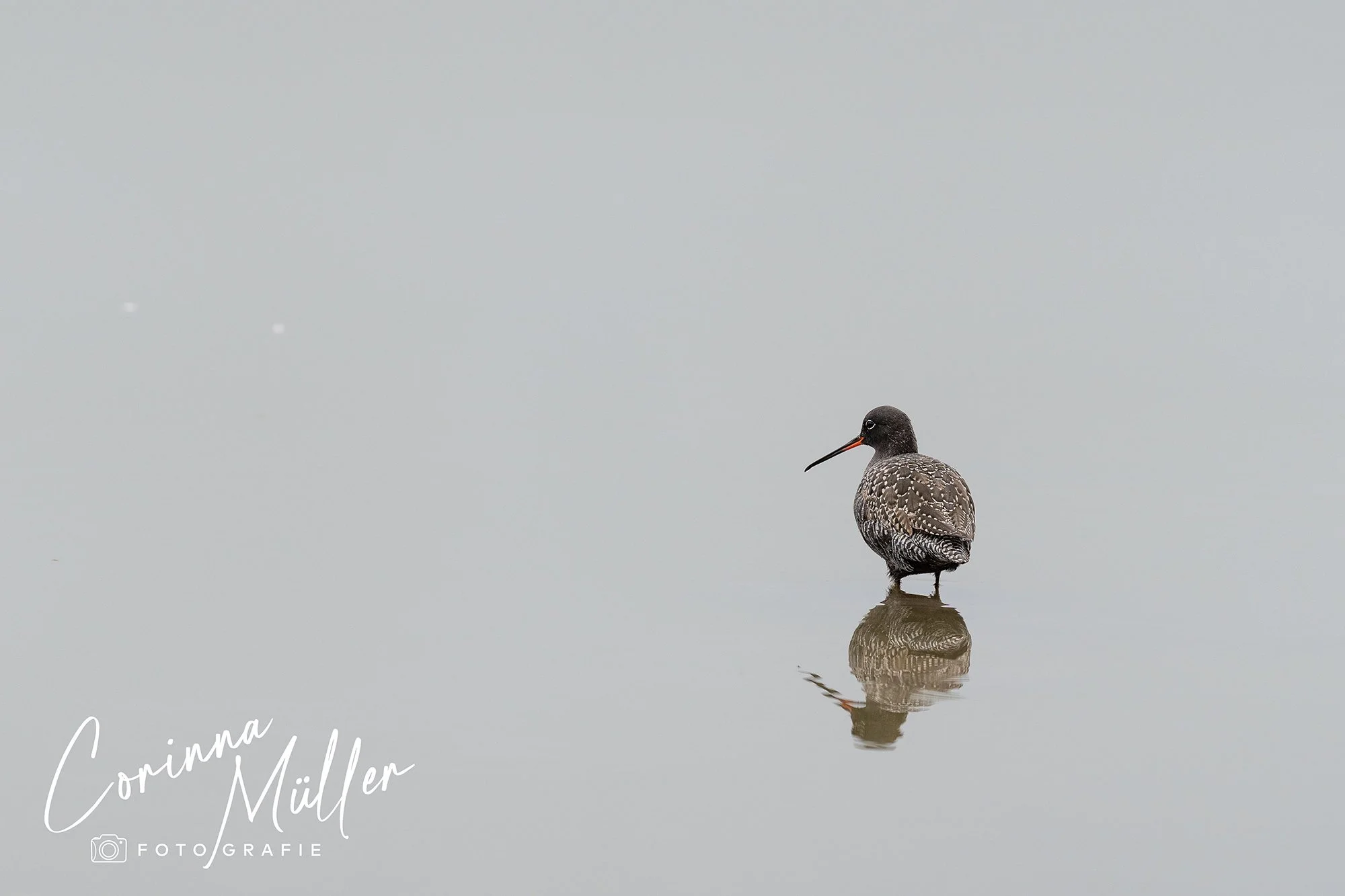 Vogelfotografie Corinna Müller